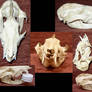 Oppossum Skull