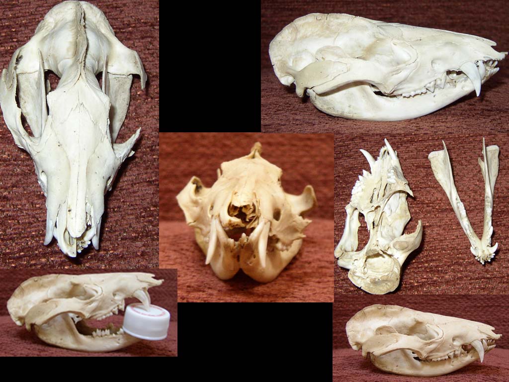 Oppossum Skull