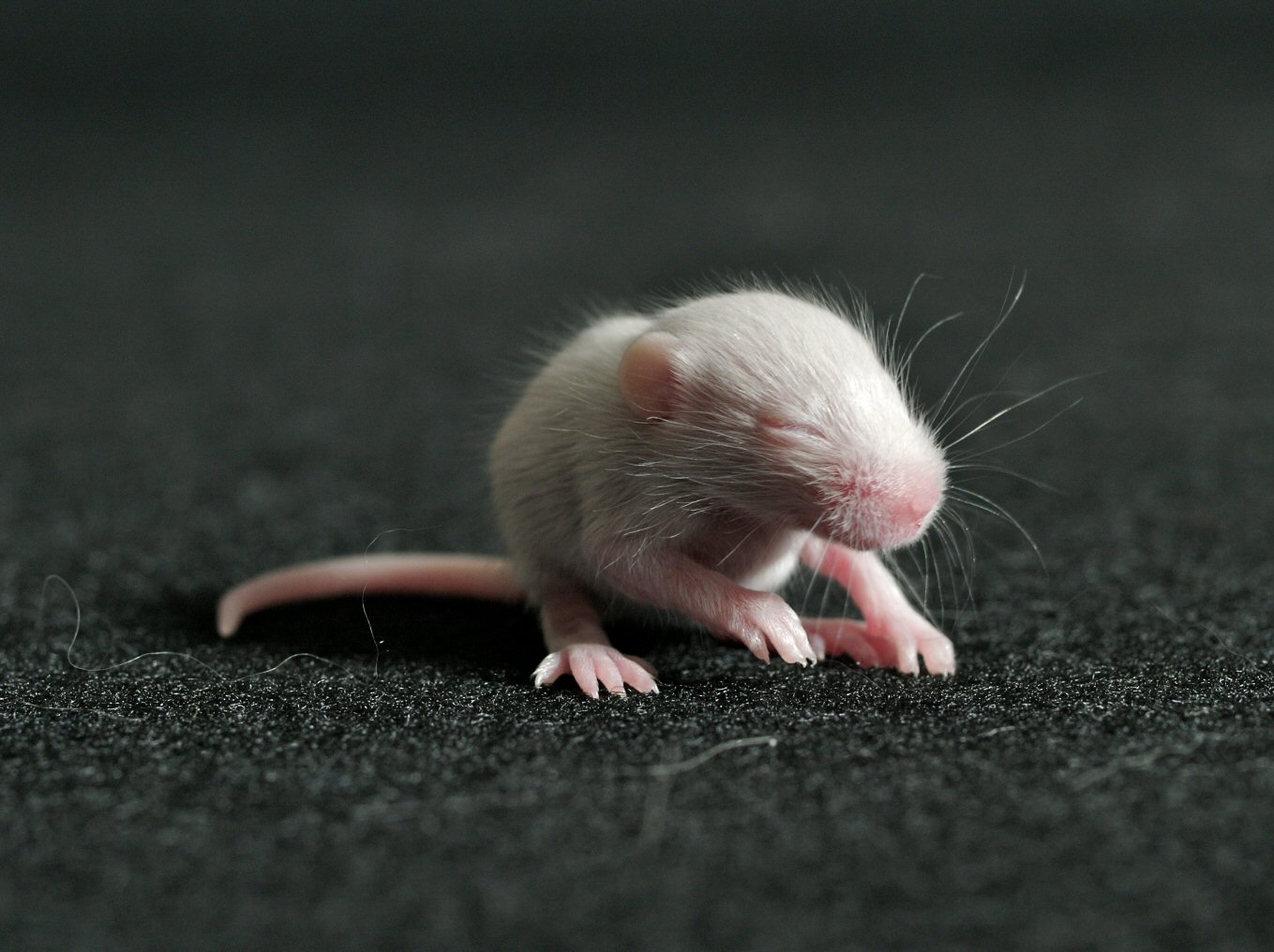 Baby Mouse By Wolfdragon On Deviantart Baby Mouse By Wolfdragon On Deviantart