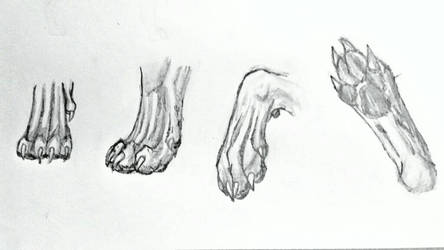 Canine Paw Study