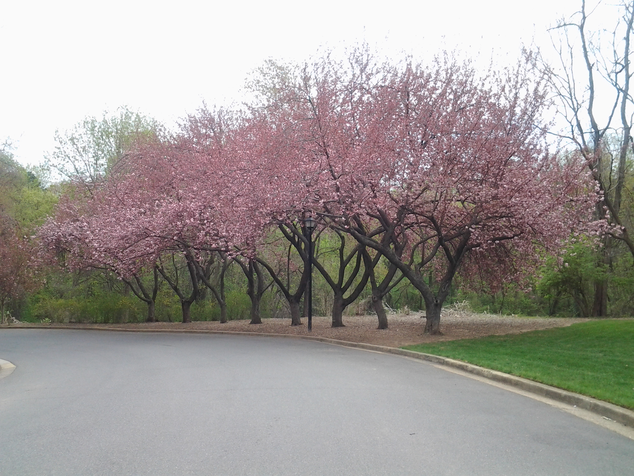 Cherry Blossom stock