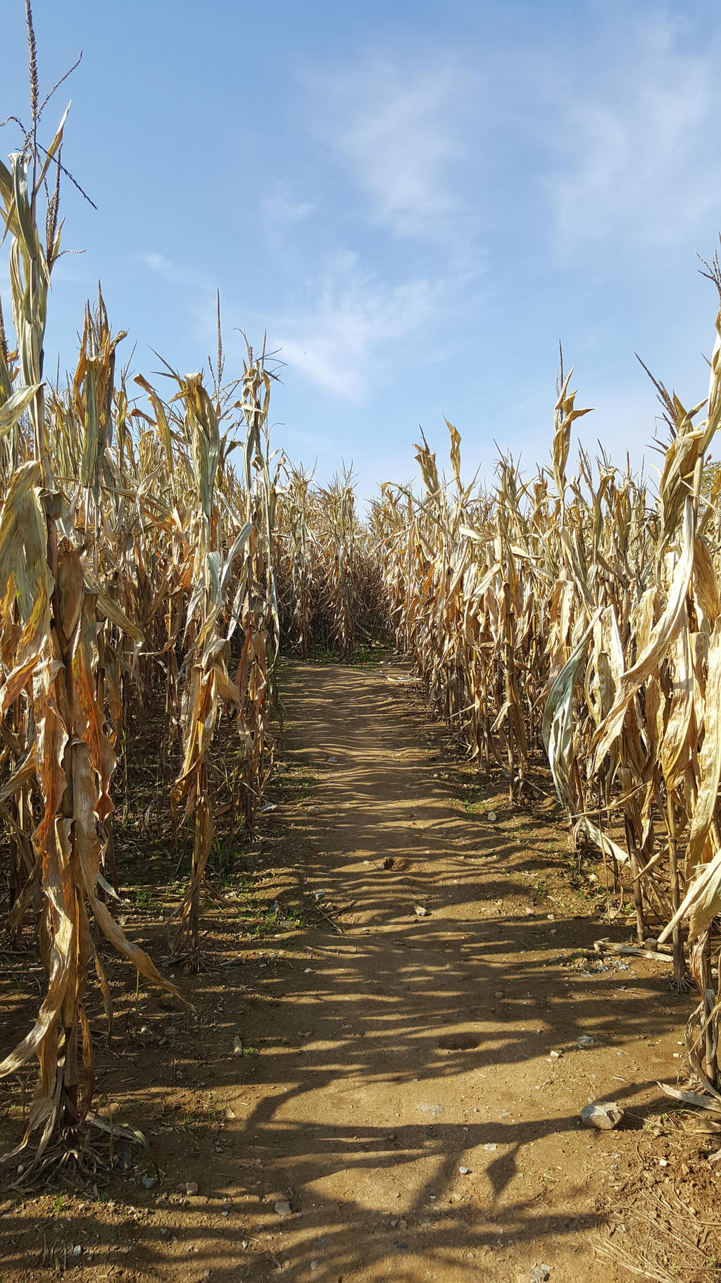 Corn maze stock