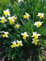 Daffodils stock