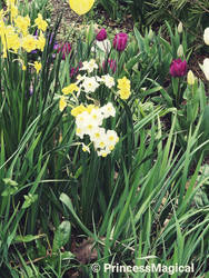 Tulips and daffodils