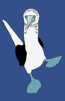 blue footed boobie .pixel.