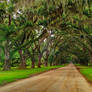 Canopy Of Trees