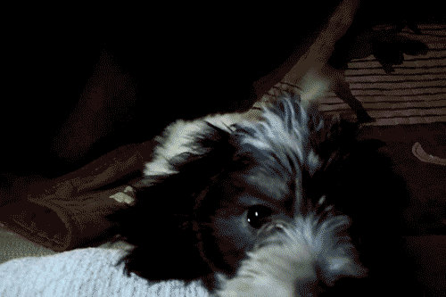 Patches Animation by Sagittarianism on DeviantArt