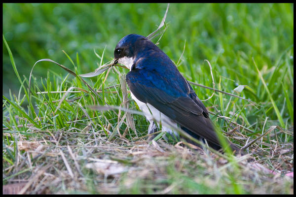 Nesting Swallow