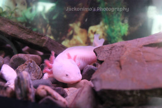 Axolotl