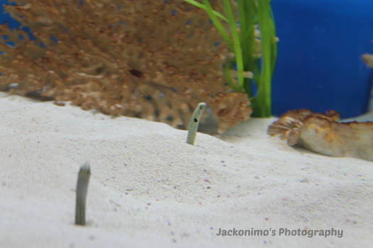 Garden Eels