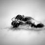 ants fight