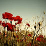 just poppy