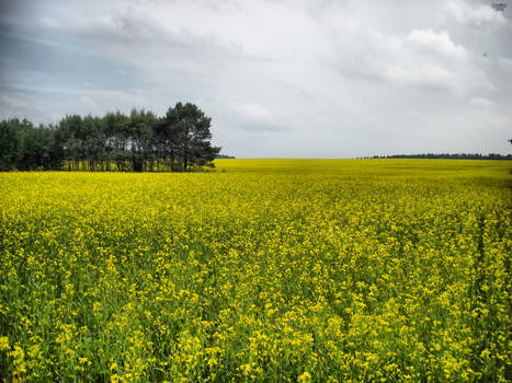 A yellow field