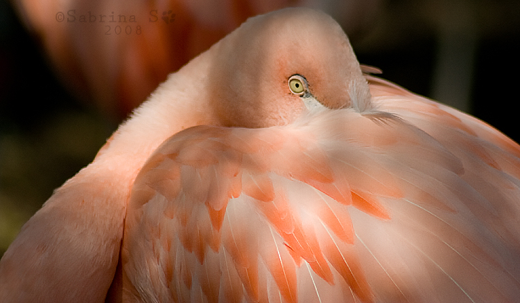 Shy Flamingo