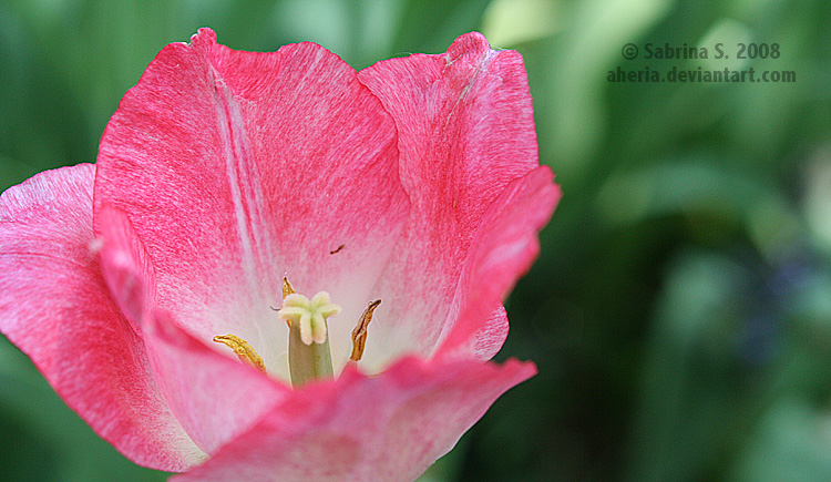 Pink Tulip