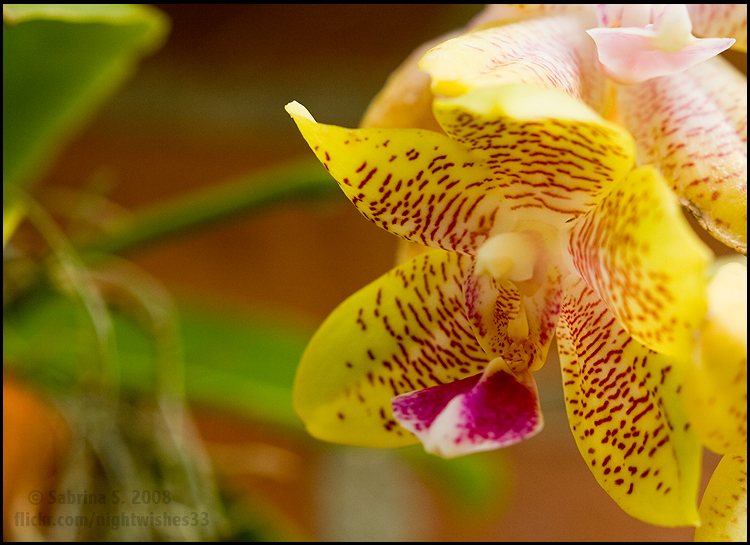 Orchid, yellow