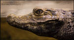 Dwarf Crocodile by aheria