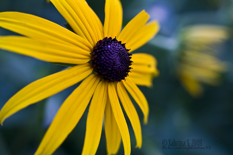 Black Eyed Susan: Blue