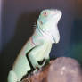 Baby Green Iguana