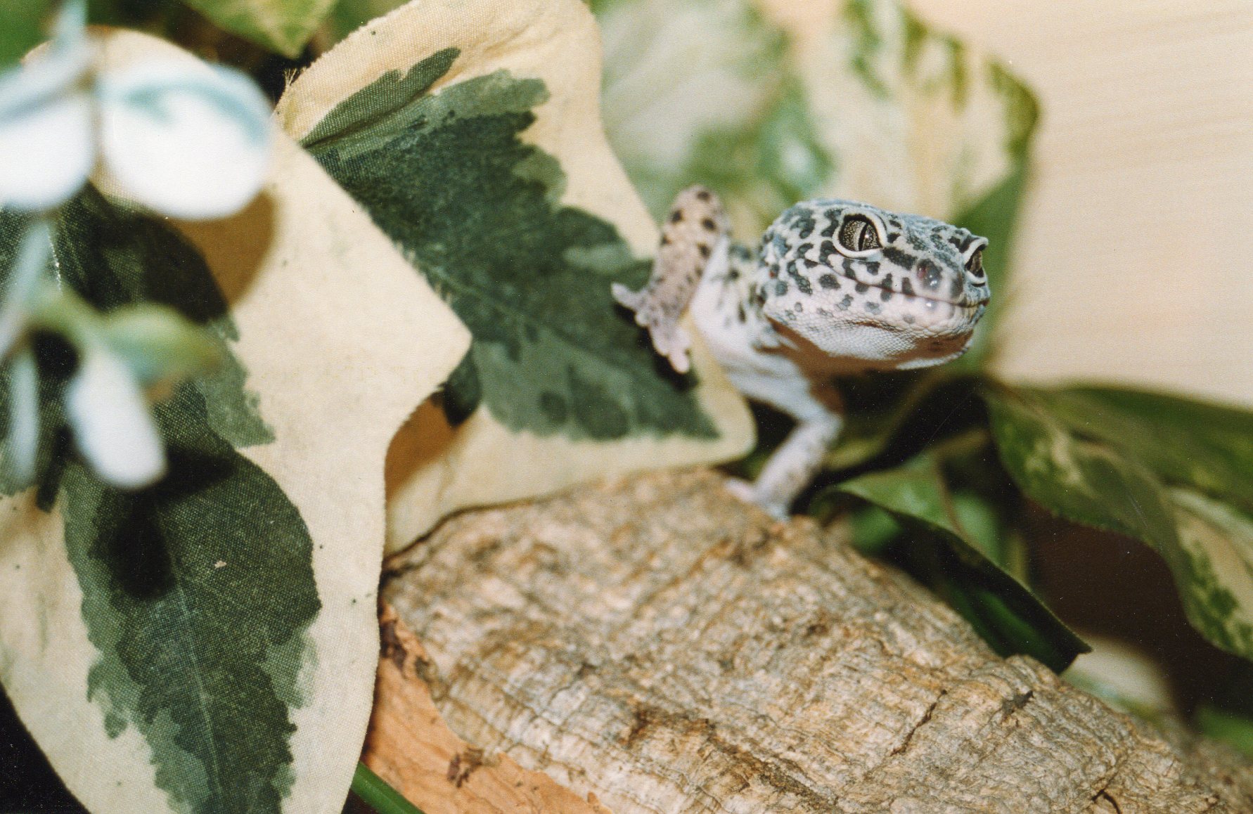 Leopard Gecko 2