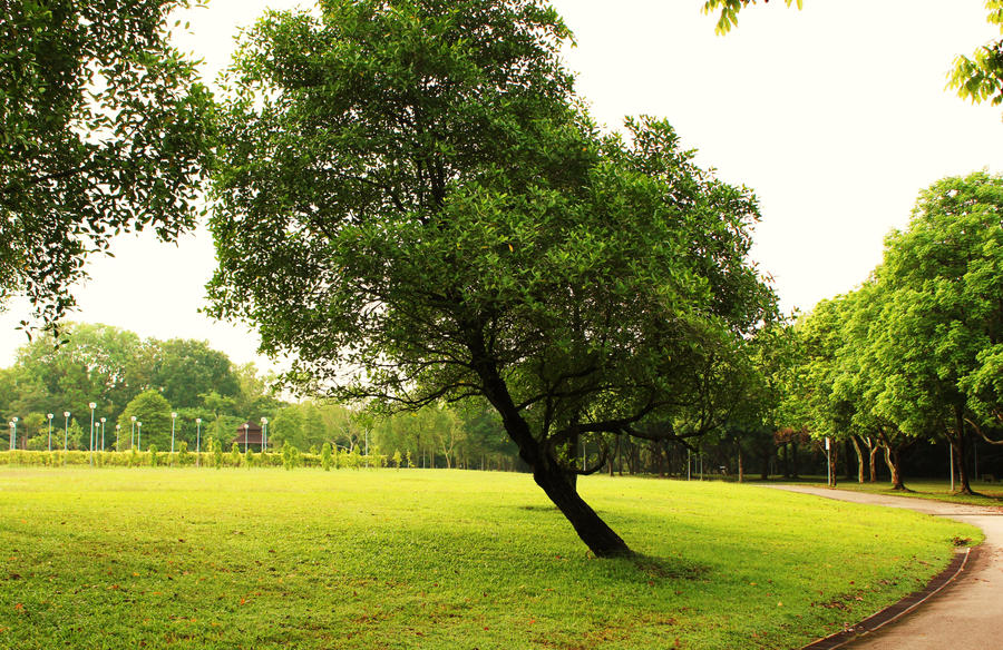 Stooping Trees The sloping tree by EarthChild17 on DeviantArt