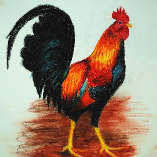 rooster 1