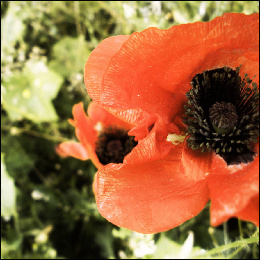 Poppy Pandemonium poppy5 by ParanoidBird on DeviantArt