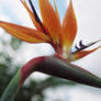 Birds of Paradise