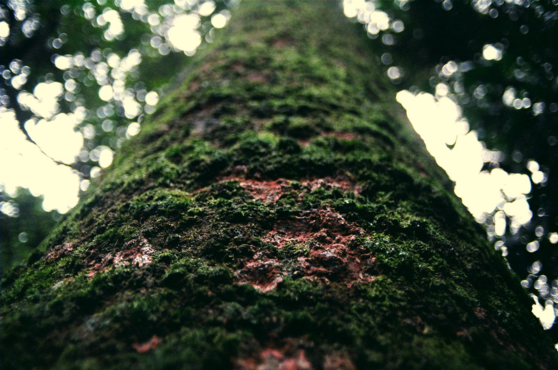 Red Lichen