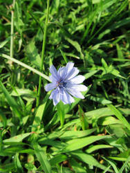 knapweed