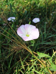 bindweed