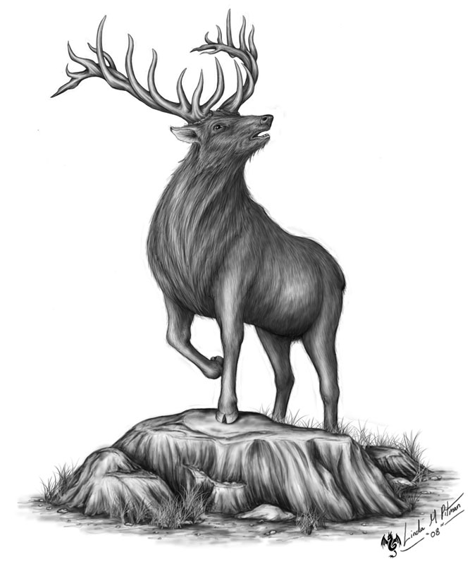 Elk Bugling