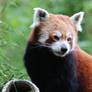 Red Panda