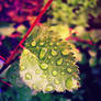 Waterdrops