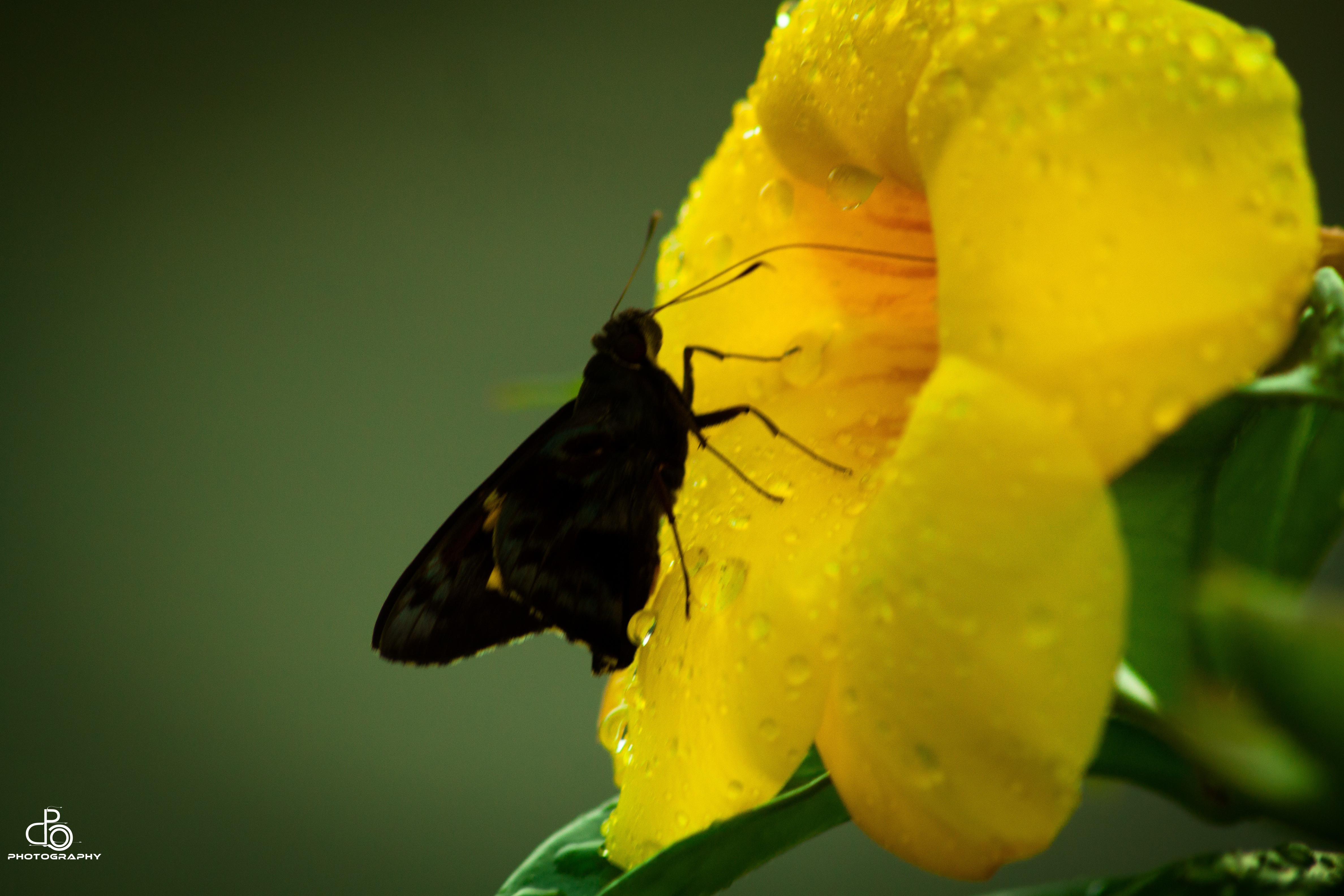 Butterfly and her flower