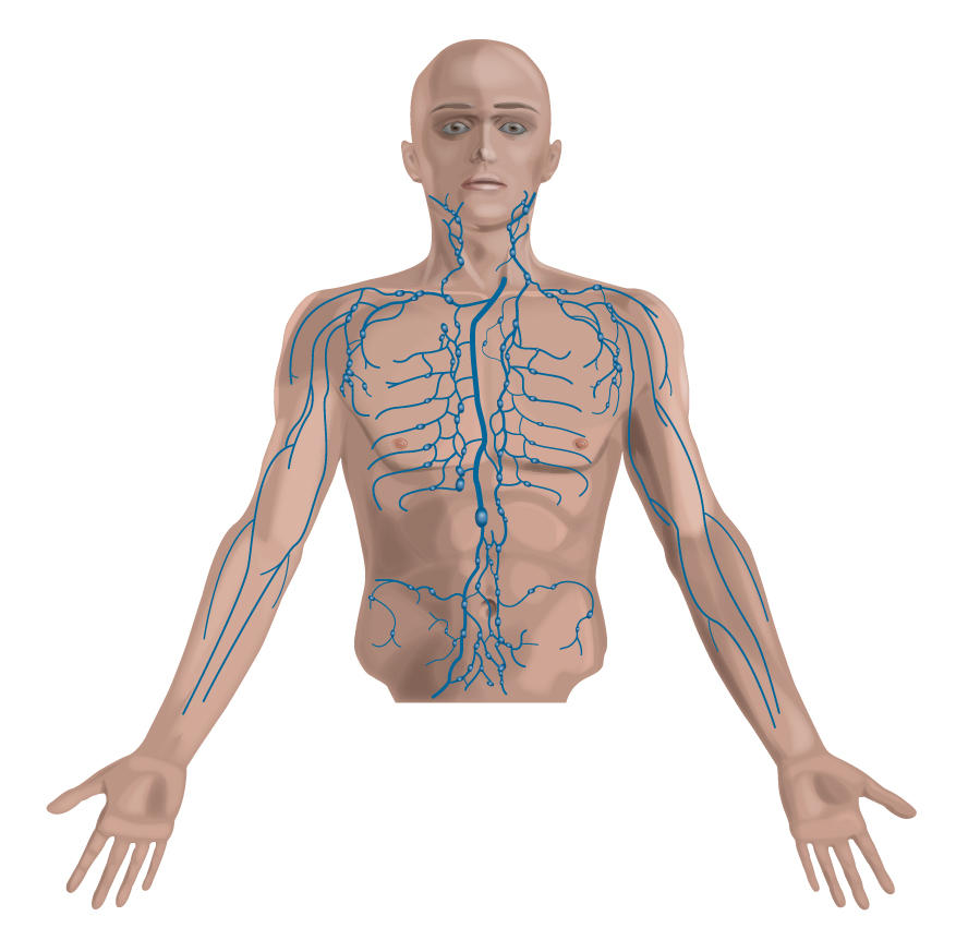 Limf Body Lymph System Full Body Front by mwkoenig on DeviantArt