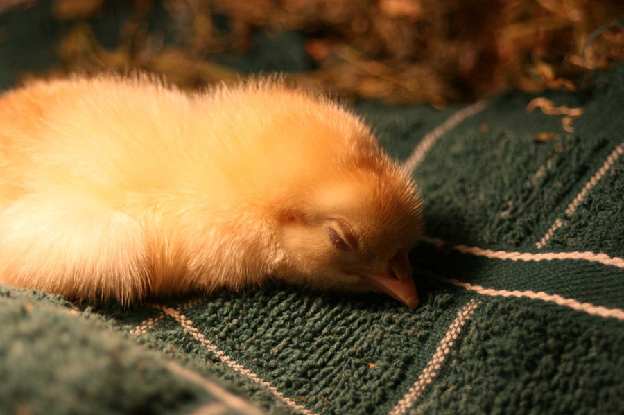 Видеть во сне маленьких цыплят много. Спящие цыплята. Сонный цыпленок. Сонный птенец.