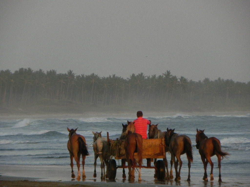 Horse Carriage