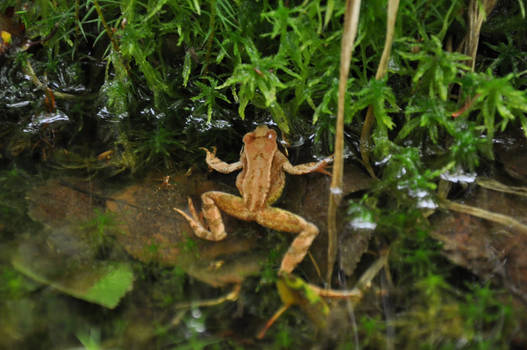 frog10