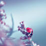 Ladybug II