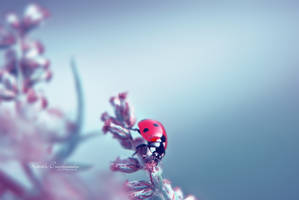 Ladybug II