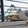 seagull 1