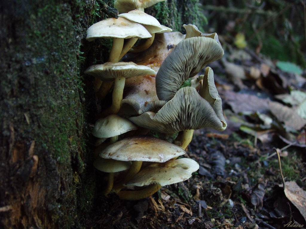 Mushroom Formation