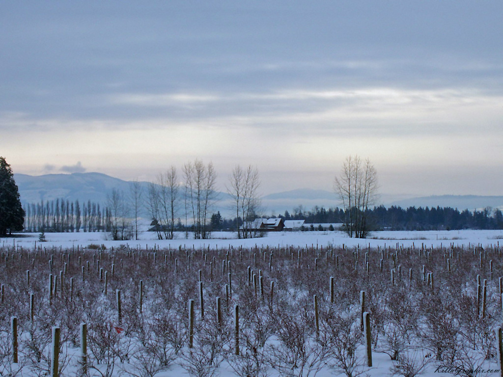 Snow Across The Border