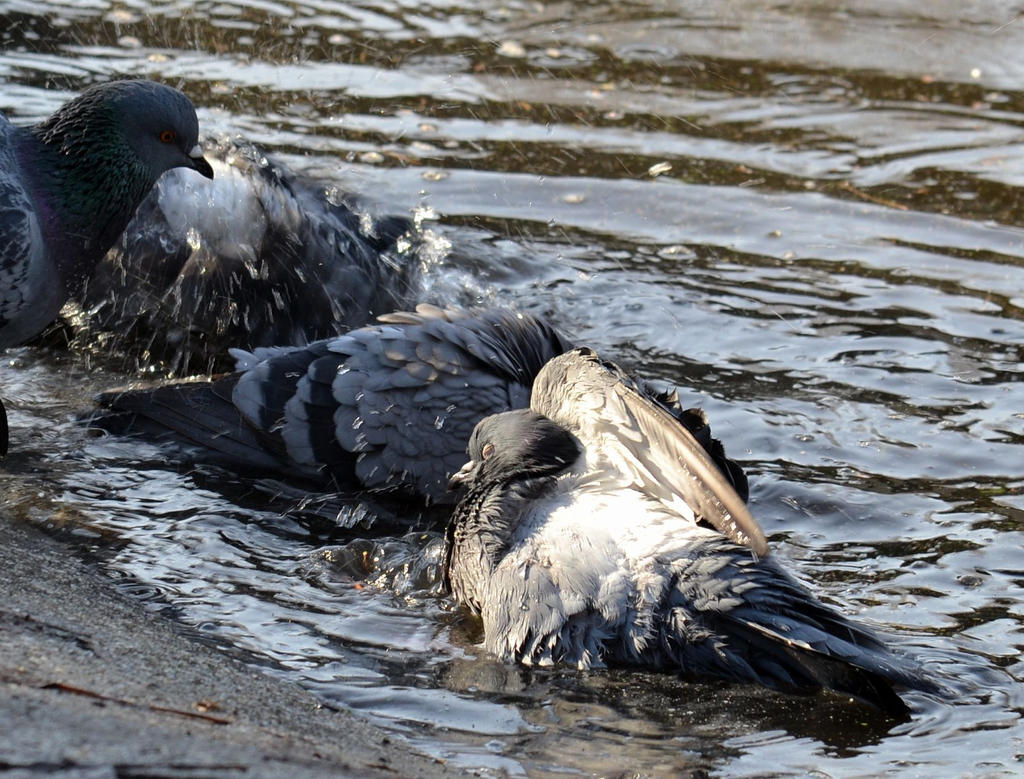 Bathing in the sun by IllyDragonfly Bathing in the sun by IllyDragonfly