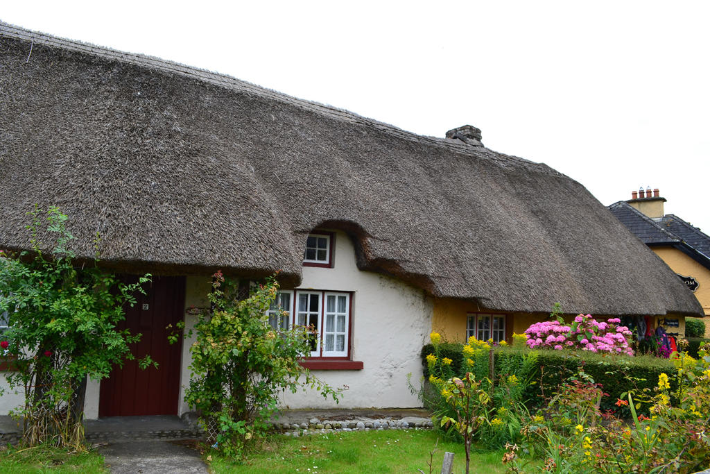 Adorable Adare by IllyDragonfly Adorable Adare by IllyDragonfly