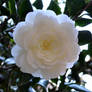 White camellia