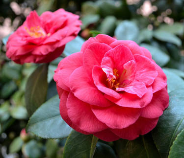 Red camellia