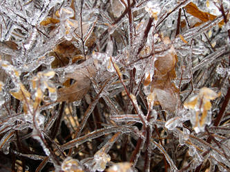 Melting Trees