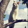 White Cat Clouds - Hope 48